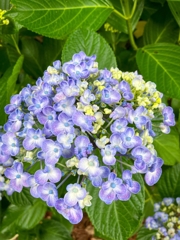 最盛期の紫陽花.1