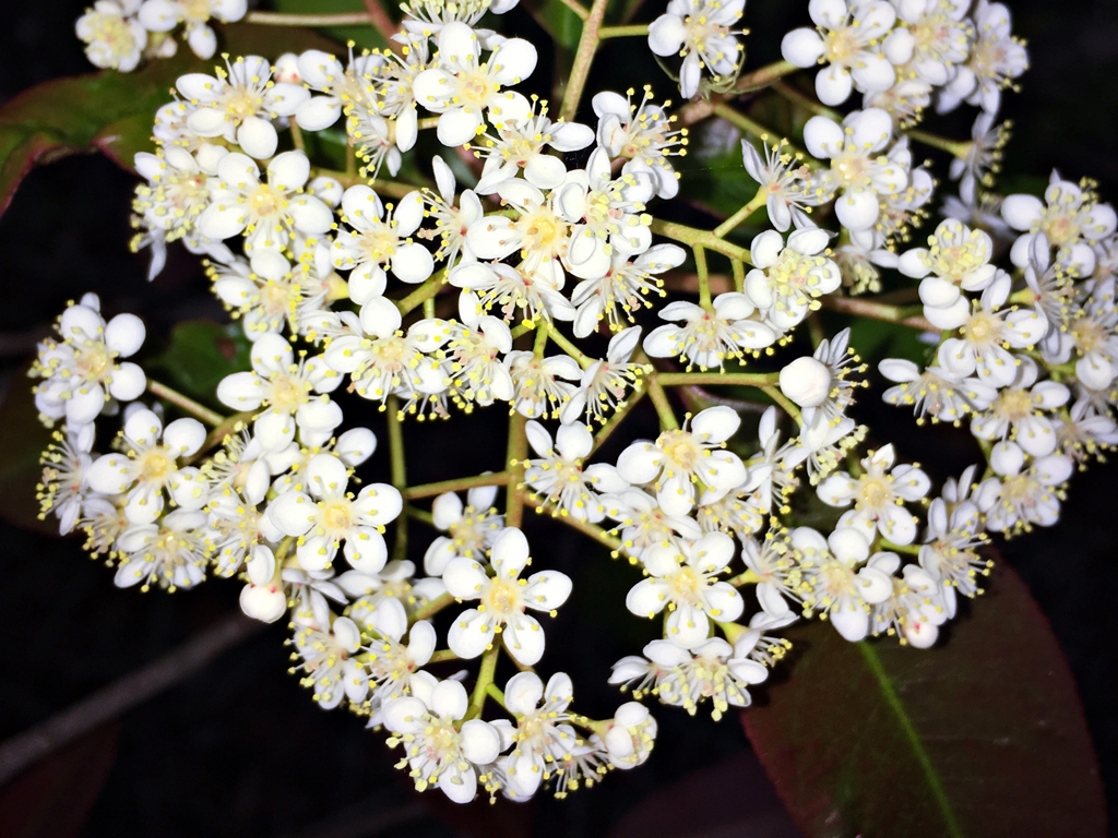 カナメモチの花