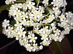 カナメモチの花