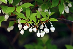 ドウダンツツジ