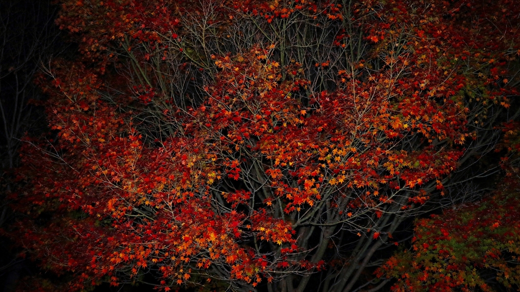 夜紅葉.4