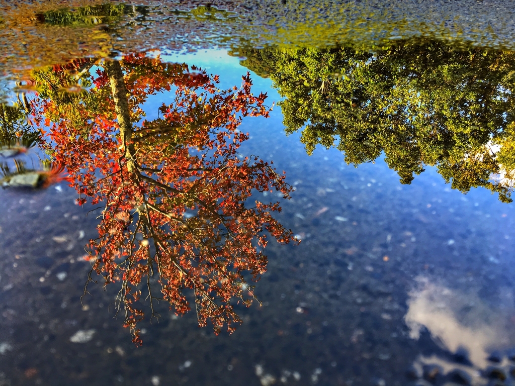 水溜りの「秋」