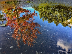 水溜りの「秋」