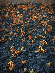 Fallen flowers