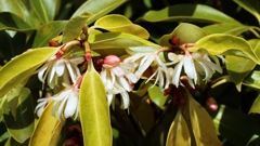 シキミ（樒）の花