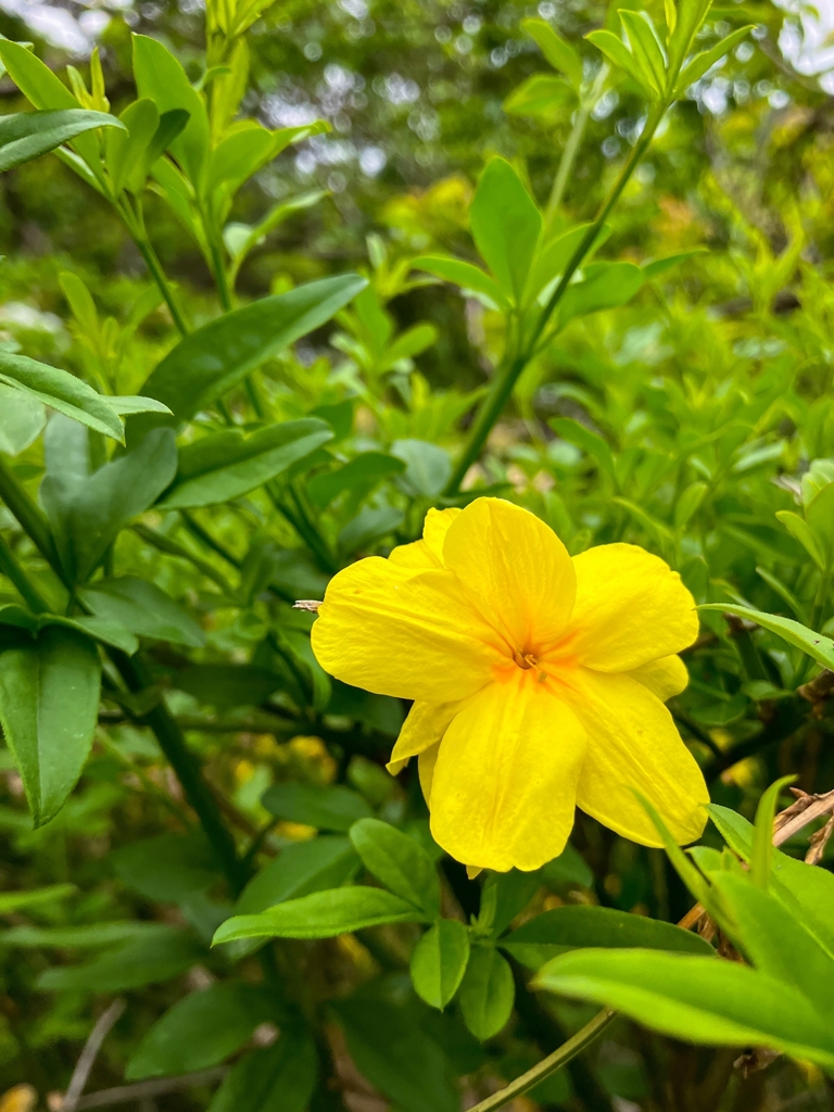 オウバイモドキ