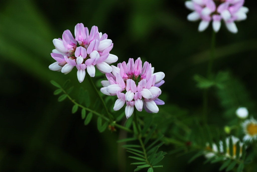 タマザキクサフジ（玉咲草藤）