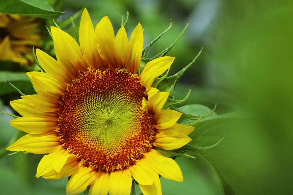 控え目なヒマワリ