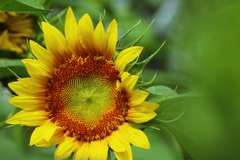 控え目なヒマワリ