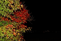 夜紅葉.1