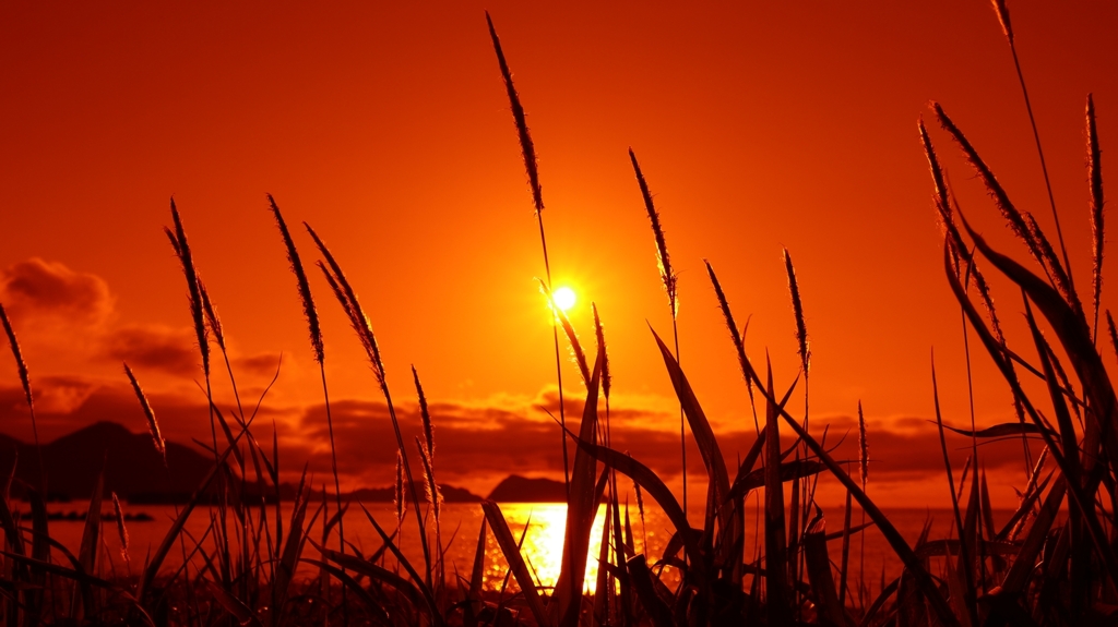 オレンジフィルター装着