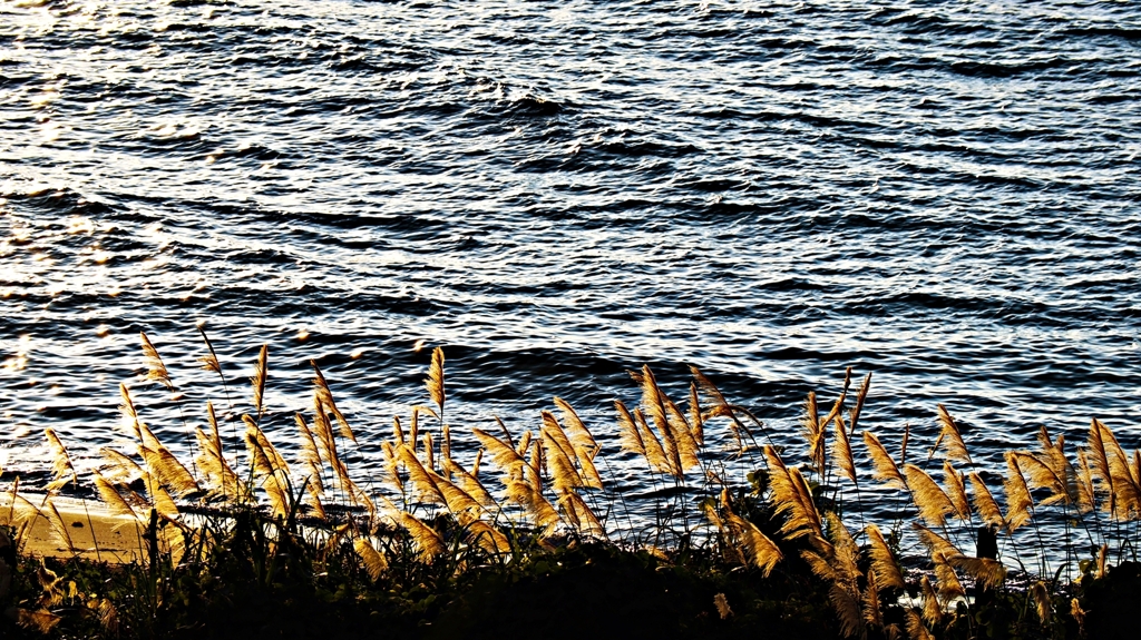 夕陽に照らされて