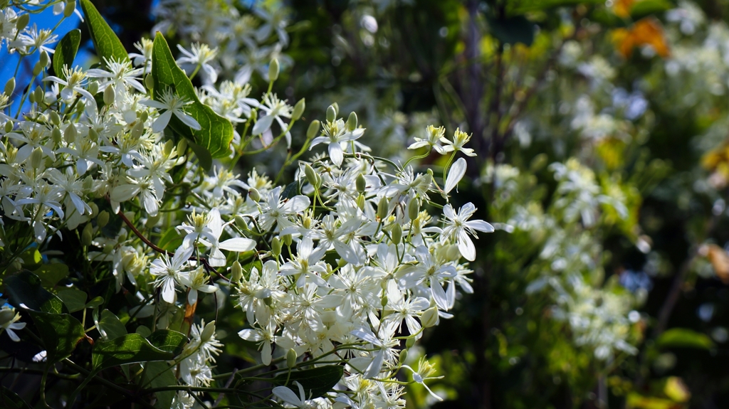 センニンソウ（仙人草）