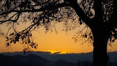 栴檀のシルエット