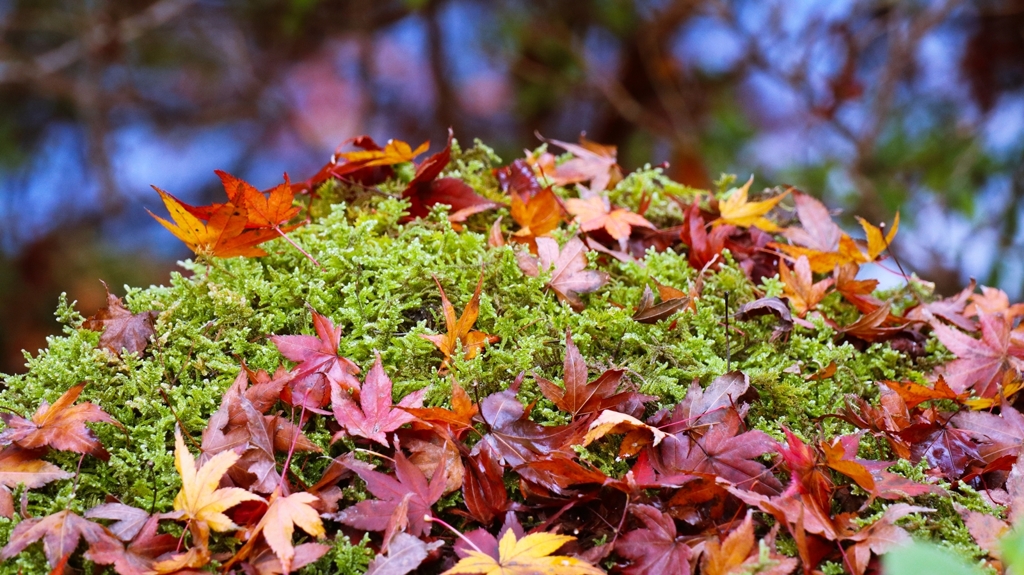 苔と落葉
