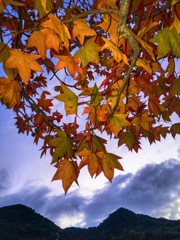 錆色も悪くない