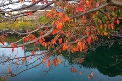 今朝の寄り道.1