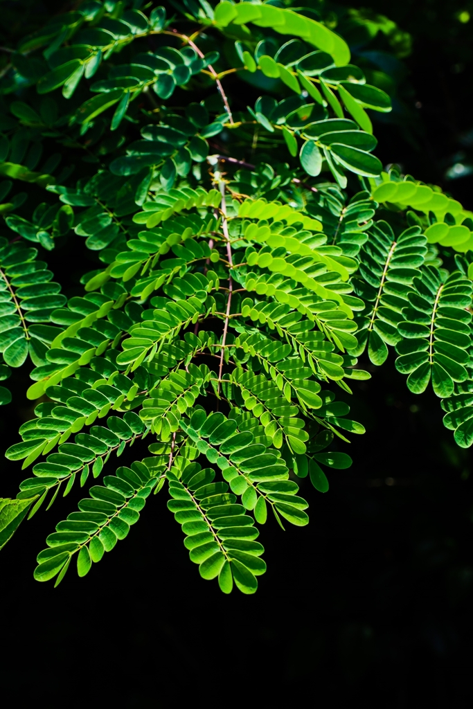 合歓木（ねむのき）