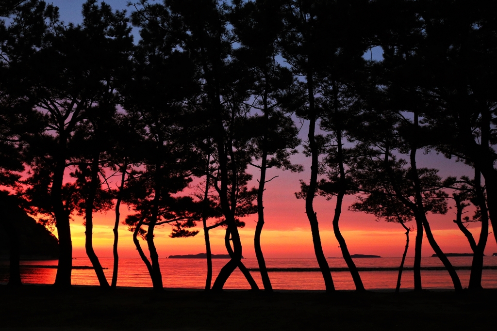 松林越しの夕景