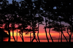 松林越しの夕景