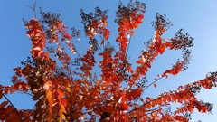 百日紅の紅葉