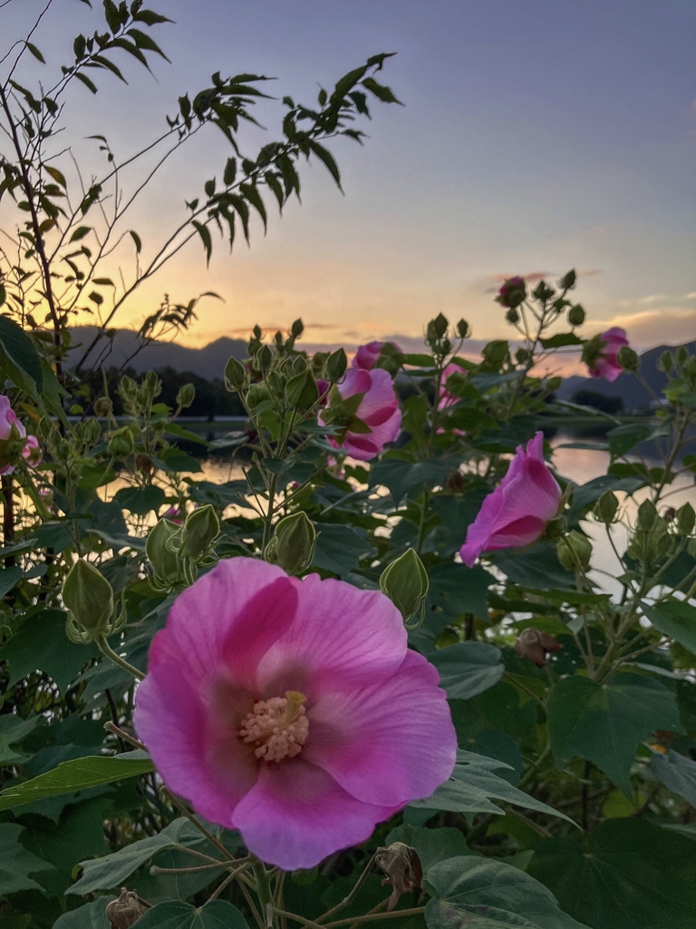 朝焼けと芙蓉