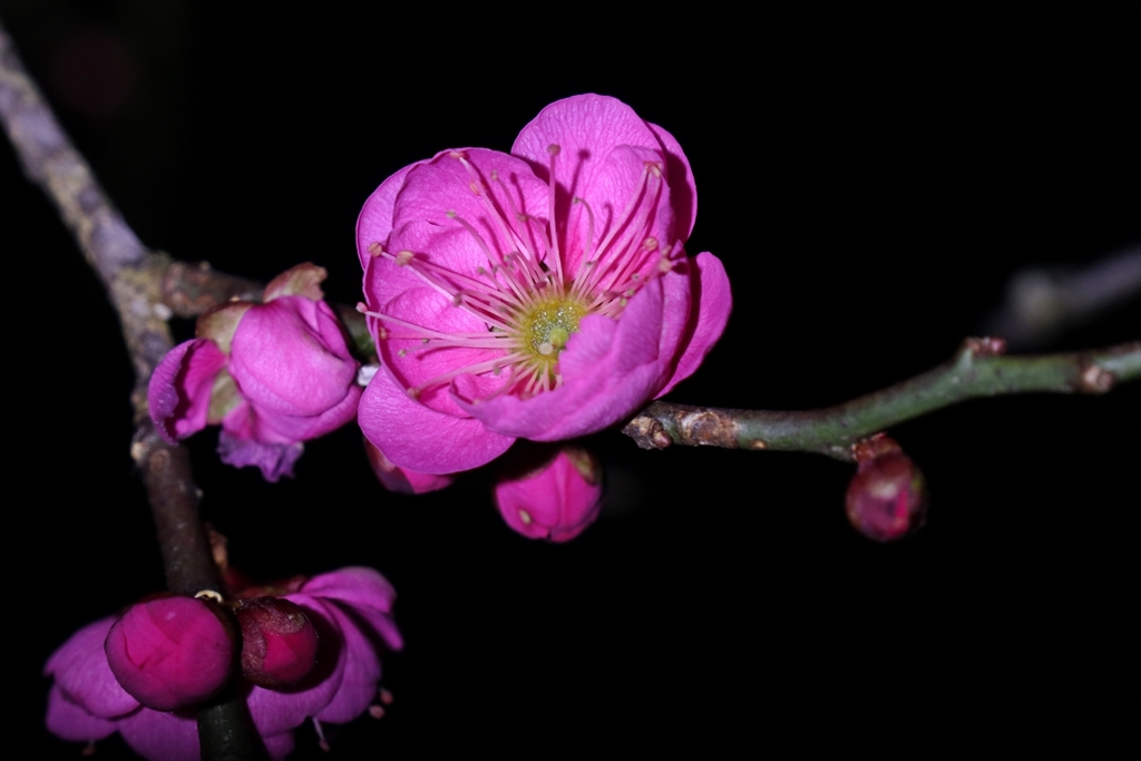 梅林公園にて.5