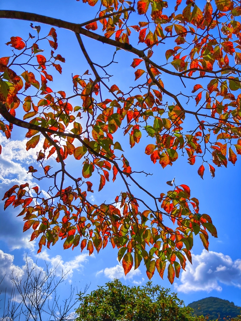 ハナミズキの紅葉