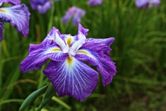 ハナショウブ ver.2