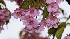 雨の日の河津桜