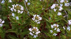 ハマボッス（浜払子）