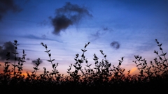 アベリアのシルエット