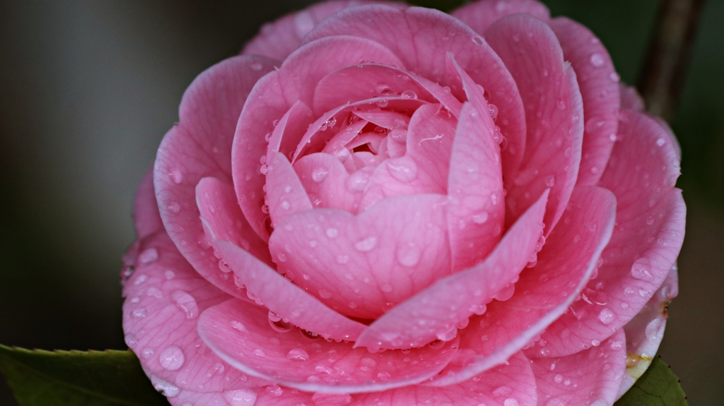 雨の日の乙女.1