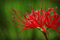 Spider lily-1