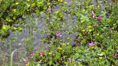 湿地のレンゲソウ