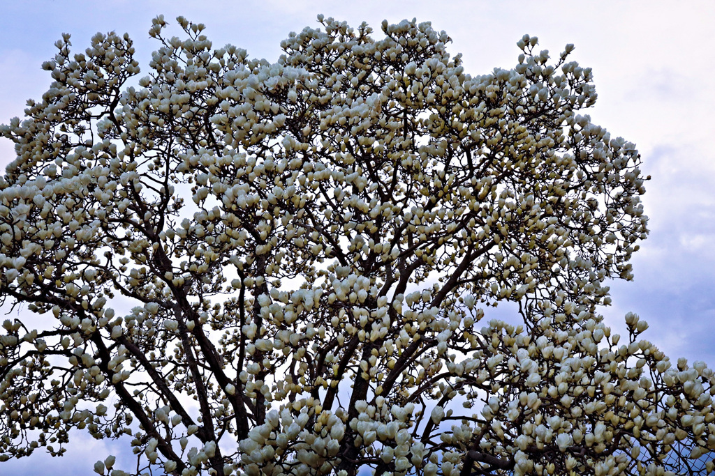 曇り空とハクモクレン.1