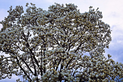 曇り空とハクモクレン.1