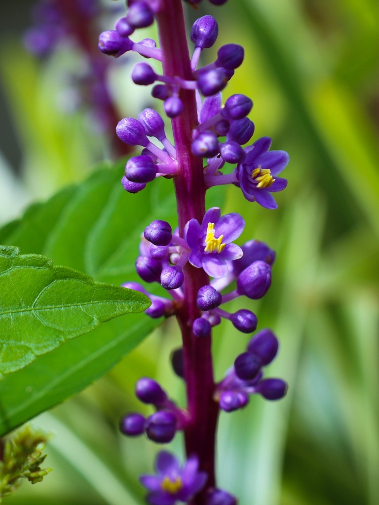 ヤブラン咲いた