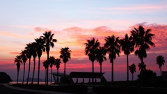 フェニックスのシルエット