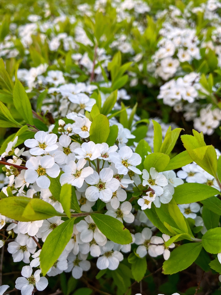 枝垂れていないユキヤナギ