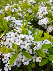 枝垂れていないユキヤナギ