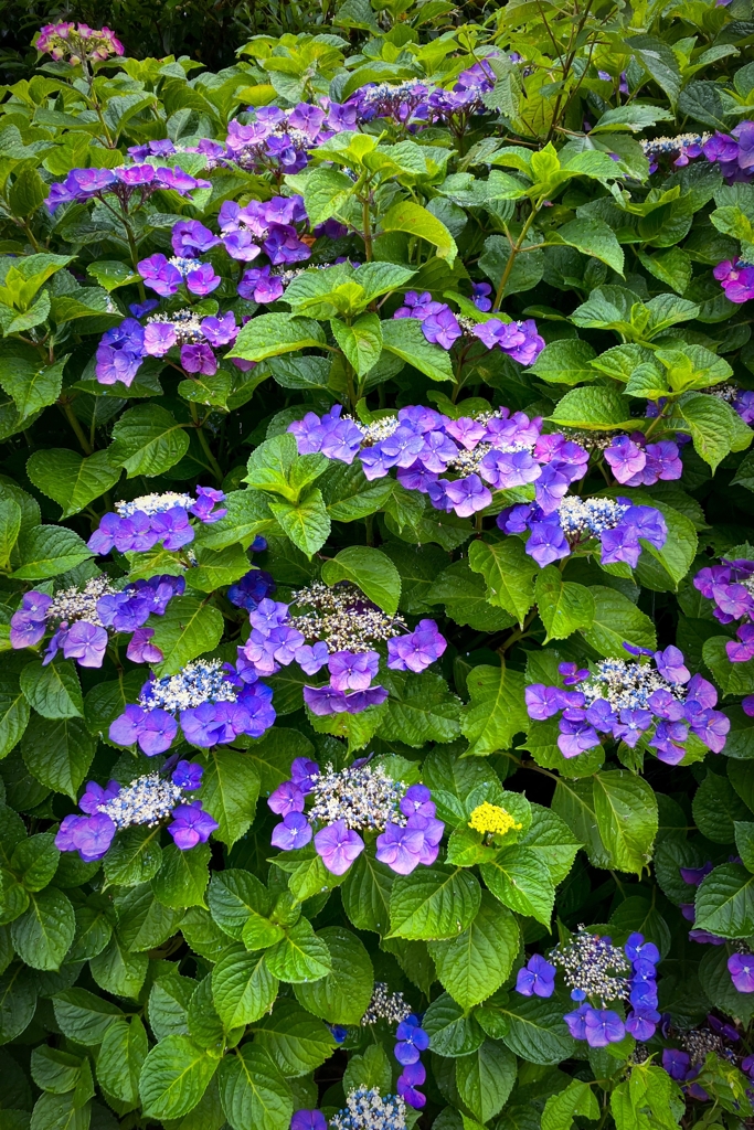 雨の日の紫陽花