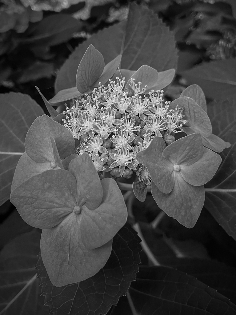 Monochrome