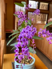 コマチフジ（小町藤）