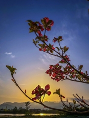 朝陽を浴びるハナミズキ