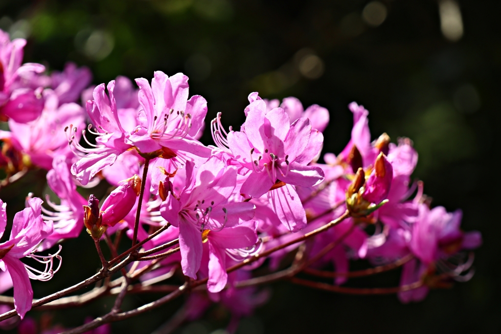 ヤマツツジも咲いていました。