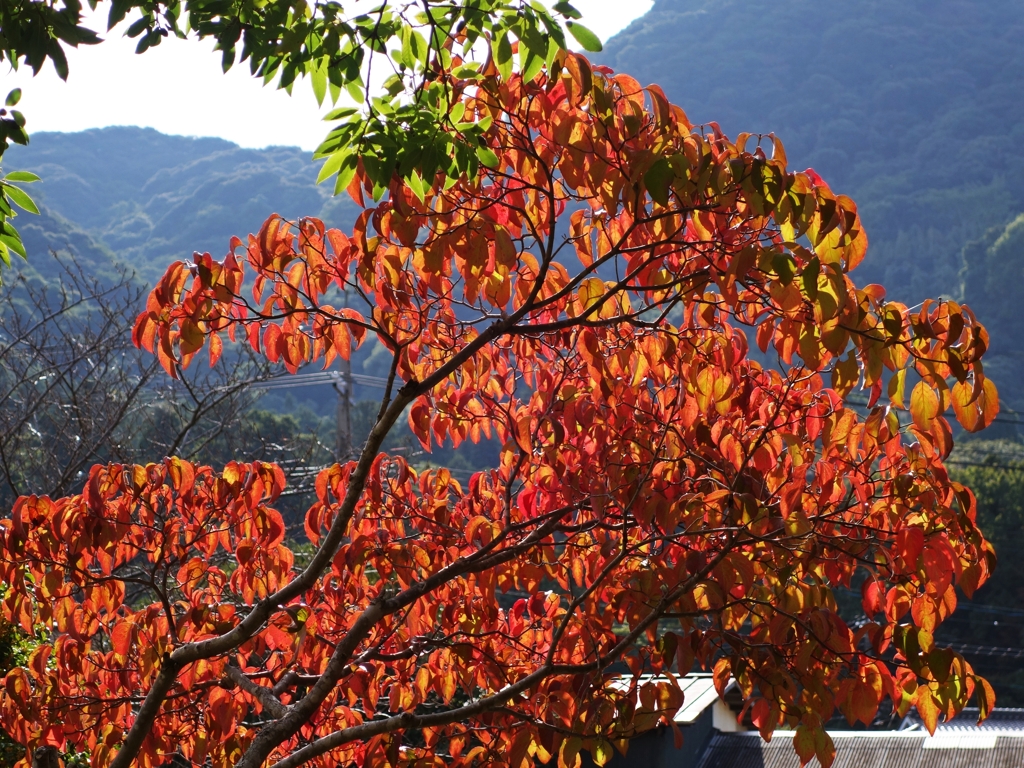 ハナミズキの紅葉