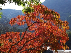 ハナミズキの紅葉