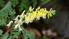 ツクシキケマン