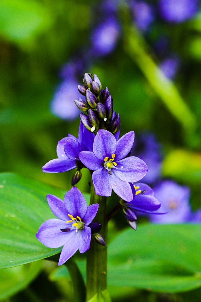 ミズアオイの一種